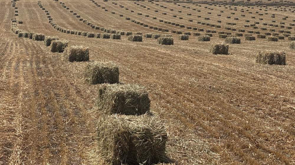Campo segado lleno de pacas de paja en hileras