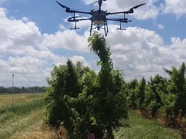 Dron aplicando un tratamiento sobre frutales